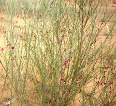 Eremosparton aphyllum