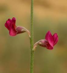 Eremosparton aphyllum