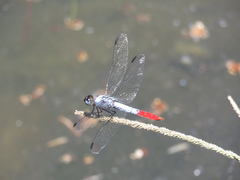 Planiplax erythropyga