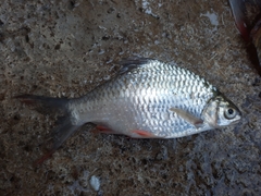 Barbonymus balleroides