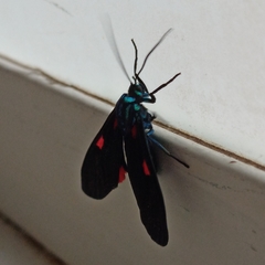 Cyanopepla fastuosa