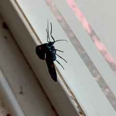 Cyanopepla fastuosa