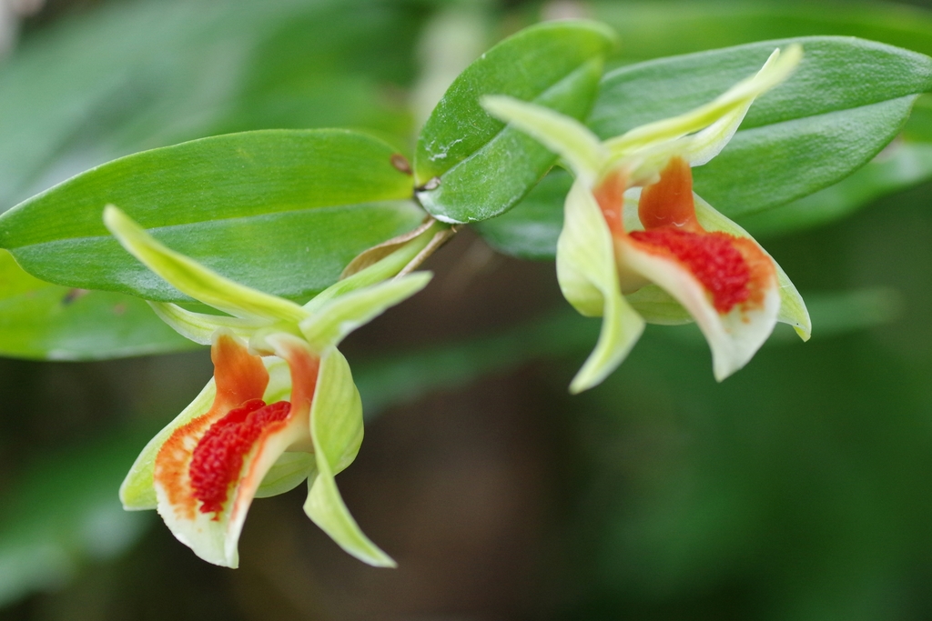 Dendrobium cruentum Rchb.f.