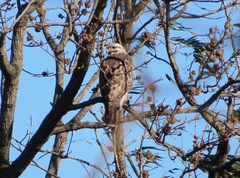 Buteo japonicus