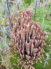 Phlegmariurus crassus