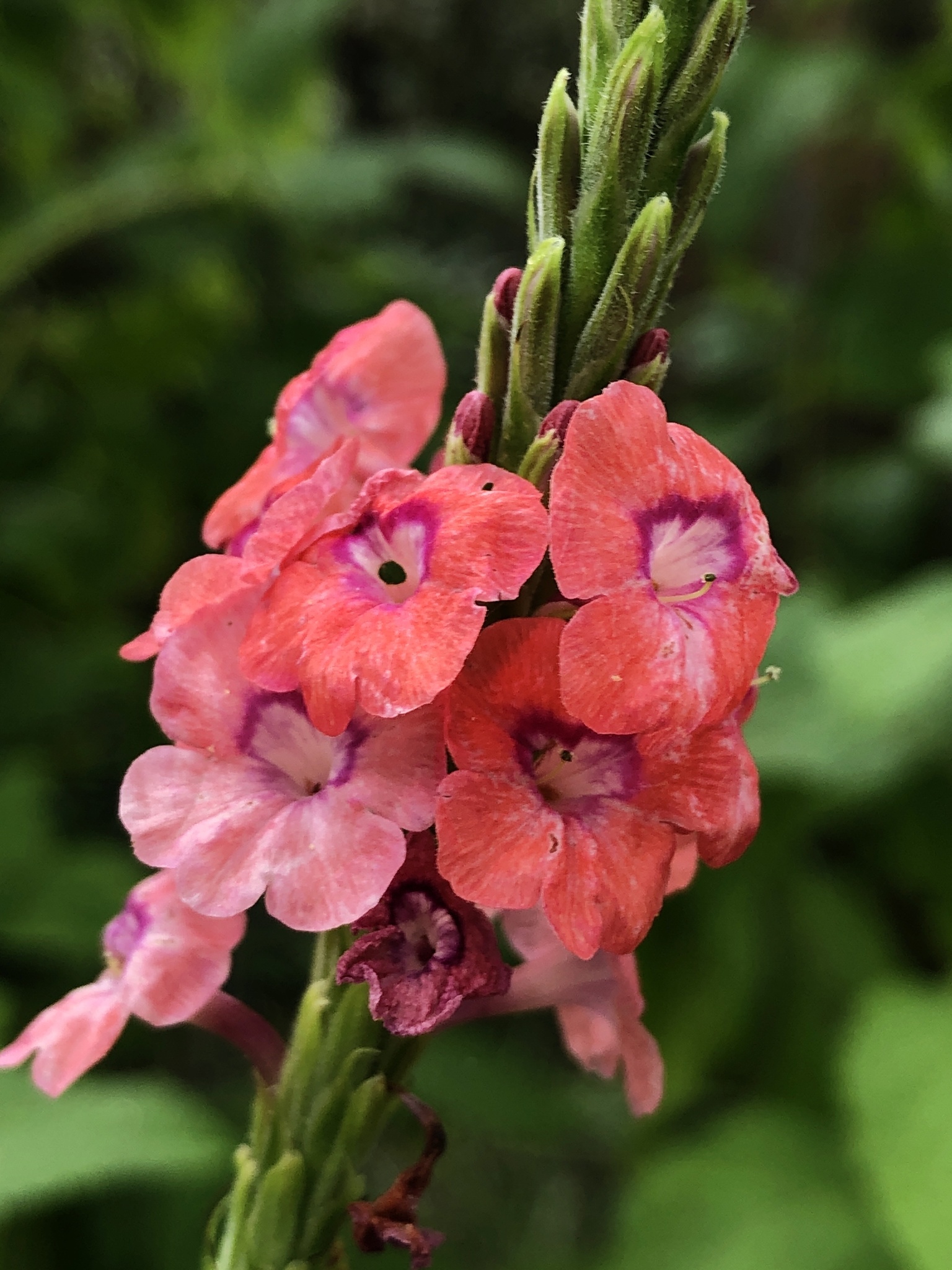 Stachytarpheta mutabilis