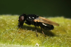 Ulidia nigripennis