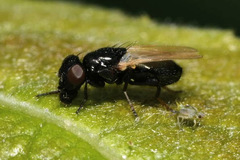 Ulidia nigripennis
