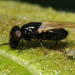 Ulidia nigripennis - Photo (c) Gábor Keresztes, μερικά δικαιώματα διατηρούνται (CC BY-NC), uploaded by Gábor Keresztes