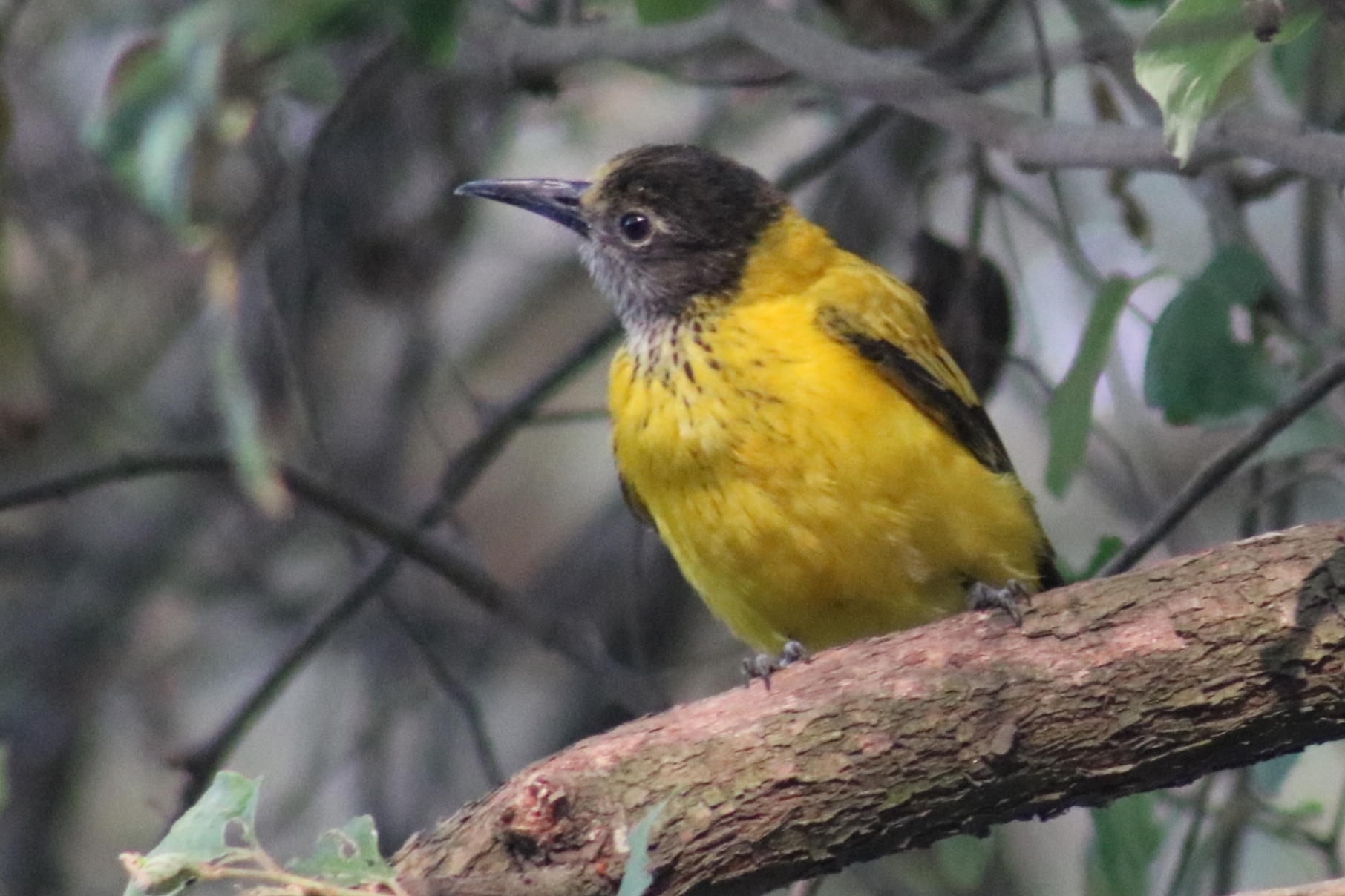 Black-hooded Oriole