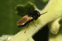 Ulidia nigripennis