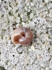 Microxeromagna lowei