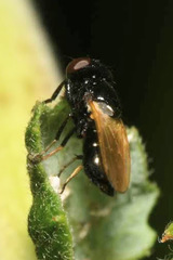 Ulidia nigripennis
