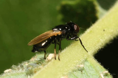 Ulidia nigripennis