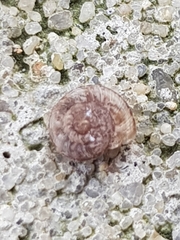 Microxeromagna lowei