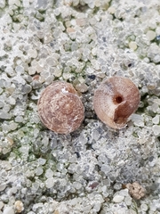 Microxeromagna lowei