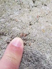 Microxeromagna lowei