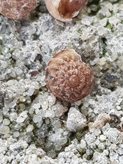 Microxeromagna lowei