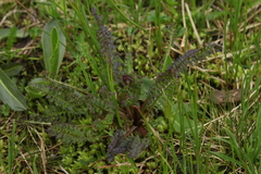 Pedicularis nordmanniana