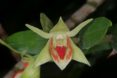 Dendrobium cruentum