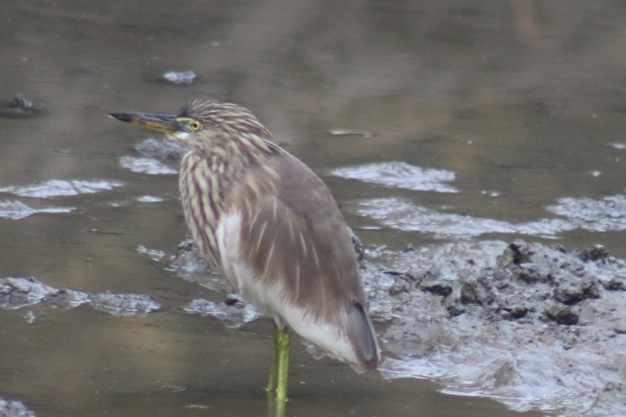 Indian Pond Heron