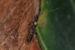 Heteroptera