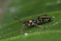 Heteroptera