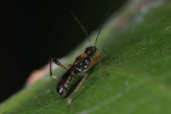 Heteroptera
