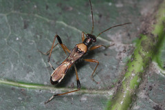 Heteroptera