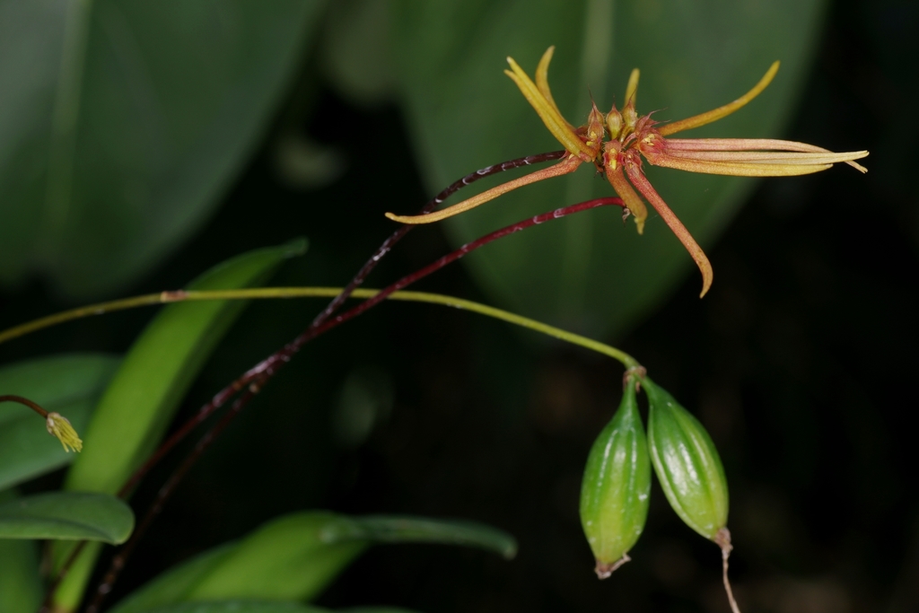 Bulbophyllum makoyanum (Rchb.f.) Ridl.