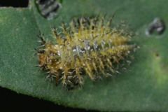 Coccinellidae