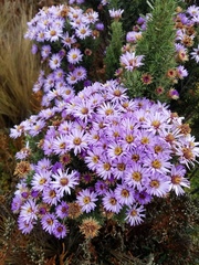 Diplostephium hartwegii