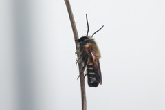 Megachile laticeps