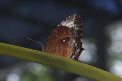 Elymnias hypermnestra