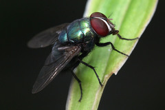 Diptera