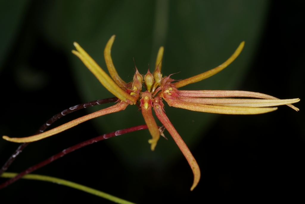 Bulbophyllum makoyanum (Rchb.f.) Ridl. 2