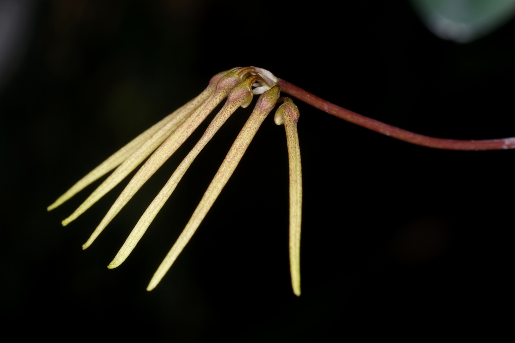 Bulbophyllum makoyanum (Rchb.f.) Ridl. 3