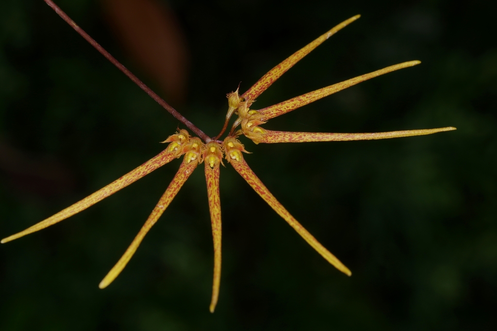 Bulbophyllum makoyanum (Rchb.f.) Ridl. 4