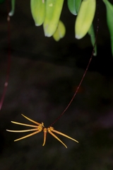 Bulbophyllum makoyanum