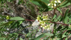 Satyrium californica