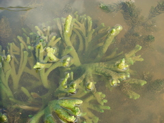 Spongilla lacustris