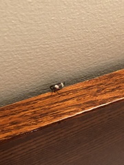 Insecta
