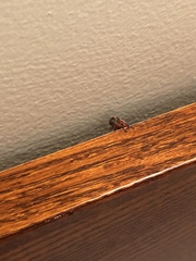 Insecta