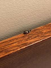 Insecta