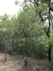 Acacia leptostachya