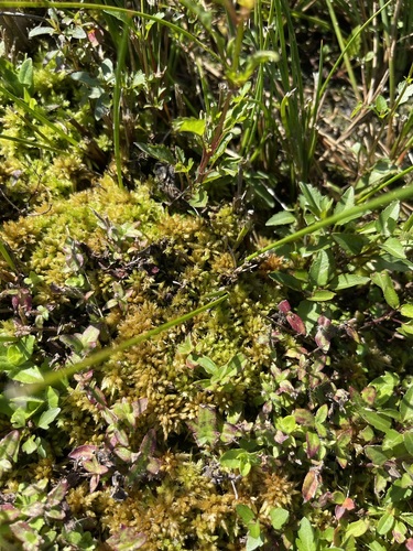 Image of Hedgehog Sphagnum (Sphagnum perichaetiale) by (c) Brandon Corder, some rights reserved (CC BY)