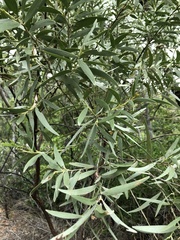 Acacia leptostachya