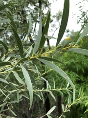 Acacia leptostachya