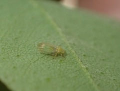 Amorphicola amorphae