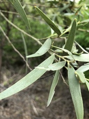 Acacia leptostachya